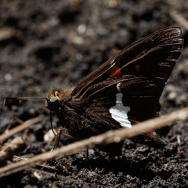 Epargyreus clarus