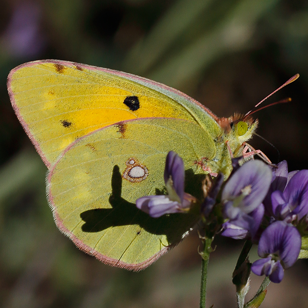 Colias aurorina