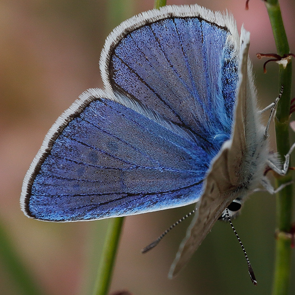 Polyommatus damocles kanduli