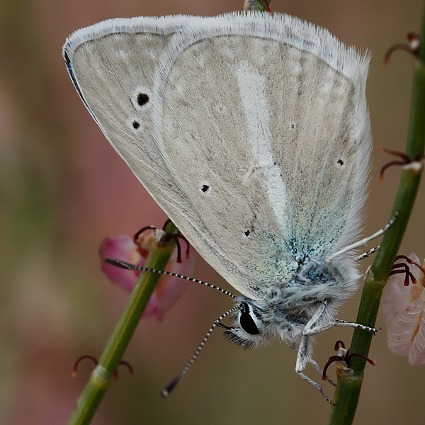 Polyommatus damocles kanduli