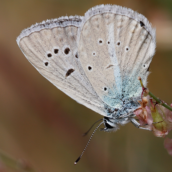 Polyommatus huberti