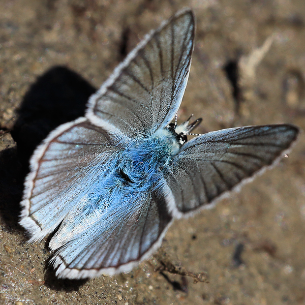 Polyommatus vanensis