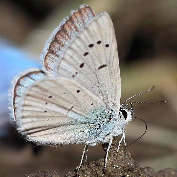 Polyommatus vanensis