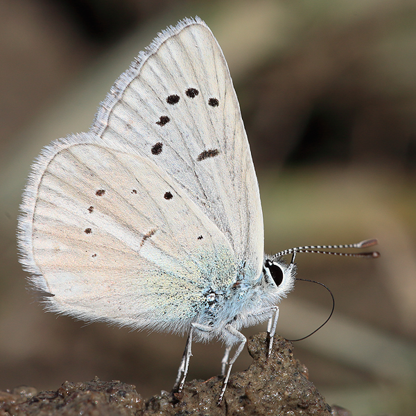 Polyommatus vanensis