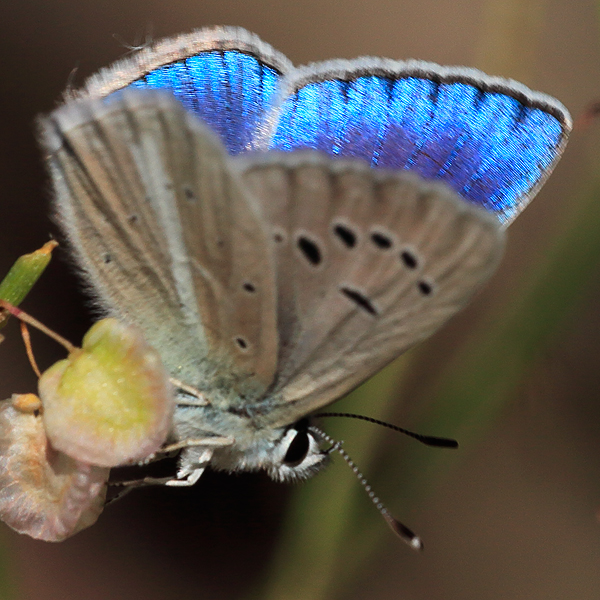 Polyommatus wagneri iphiactis