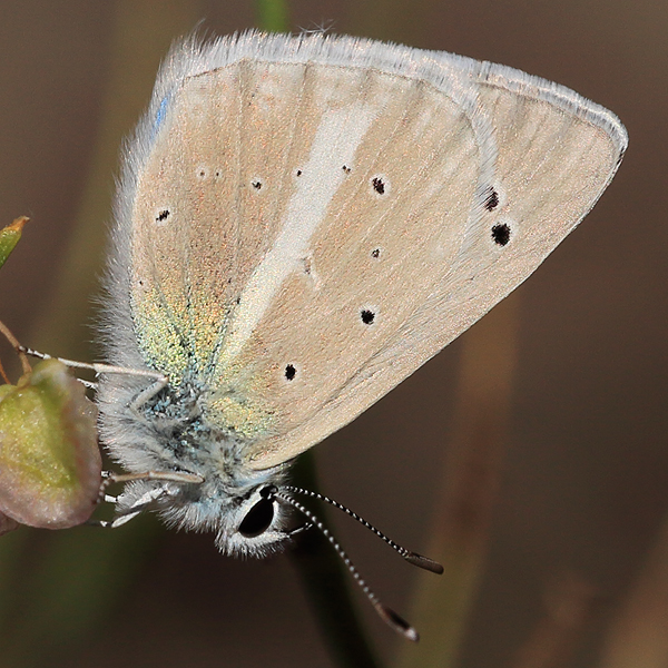 Polyommatus wagneri iphiactis