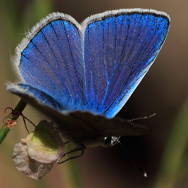 Polyommatus wagneri iphiactis