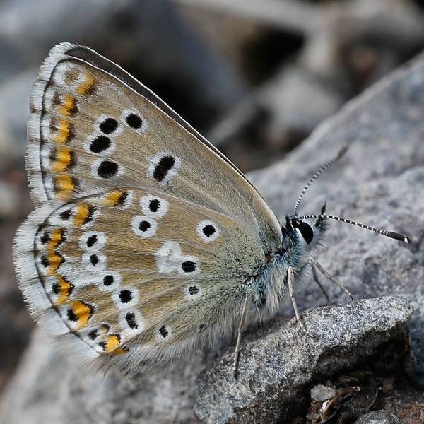 Aricia crassipuncta