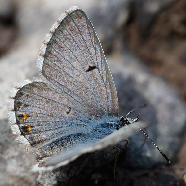 Aricia crassipuncta