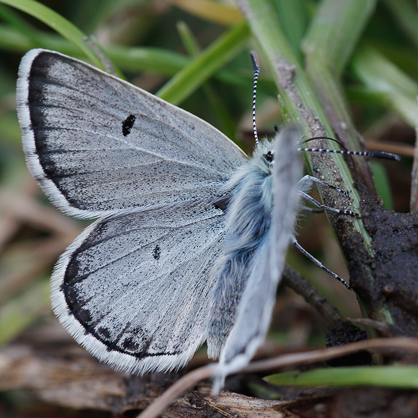 Plebejus dardanus