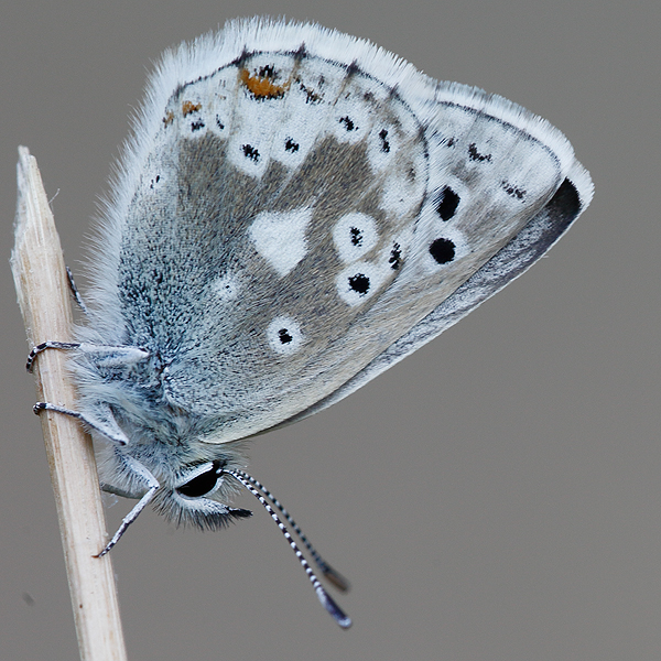 Plebejus dardanus