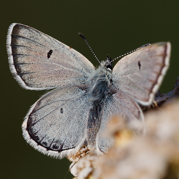 Plebejus dardanus