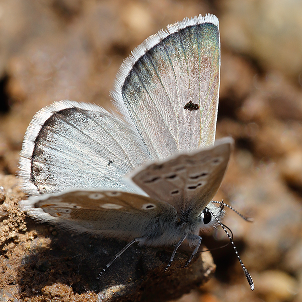 Plebejus dardanus