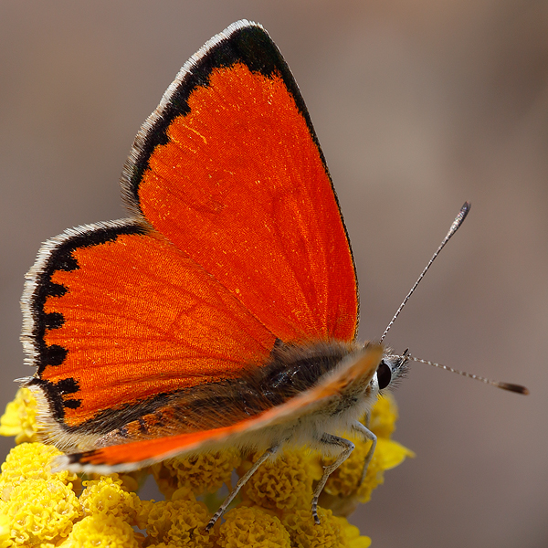 Lycaena thetis