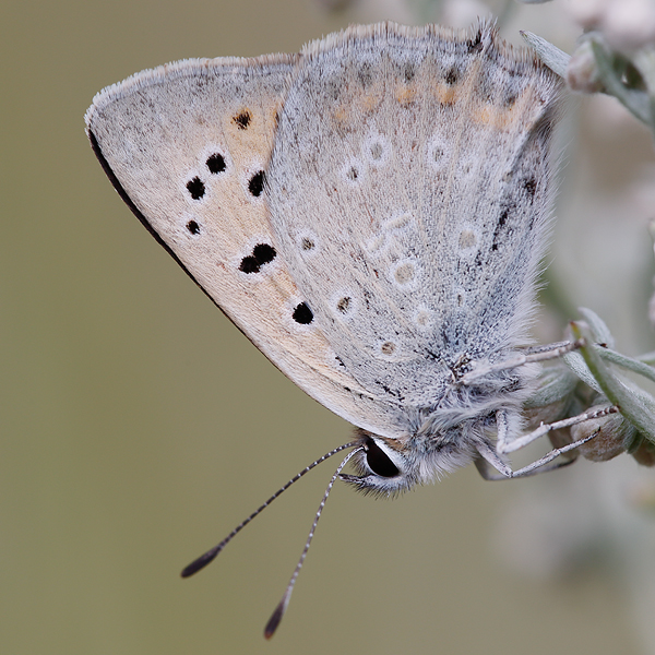 Lycaena thetis