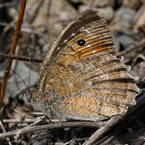 Pseudochazara mniszechii