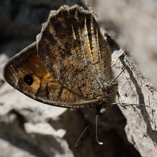 Pseudochazara mniszechii