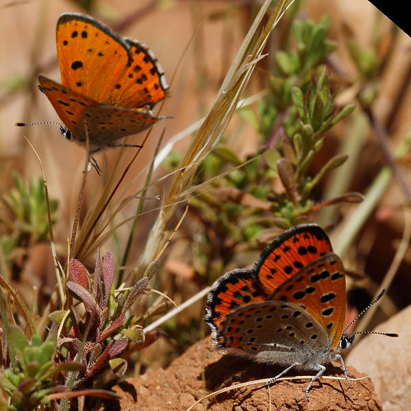 Lycaena phoebus