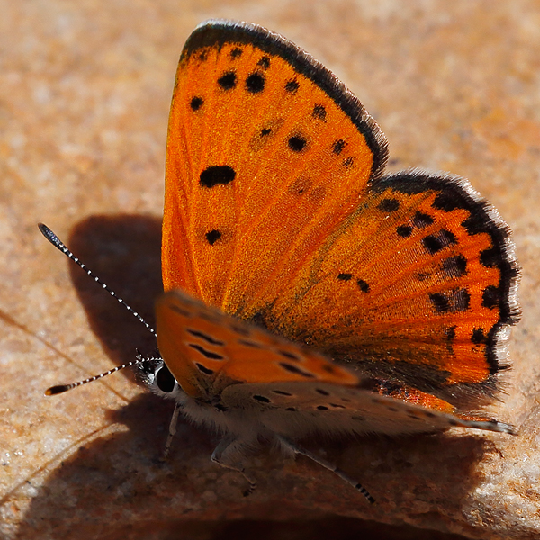 Lycaena phoebus