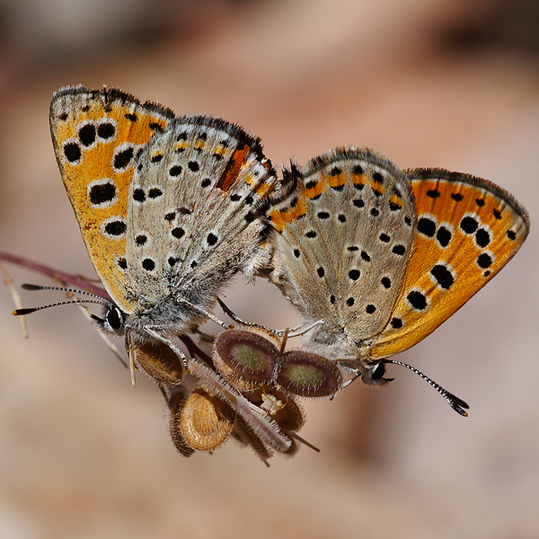 Lycaena phoebus