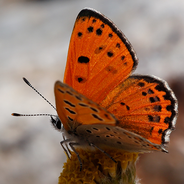 Lycaena phoebus