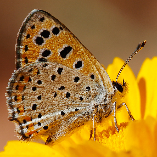 Lycaena phoebus