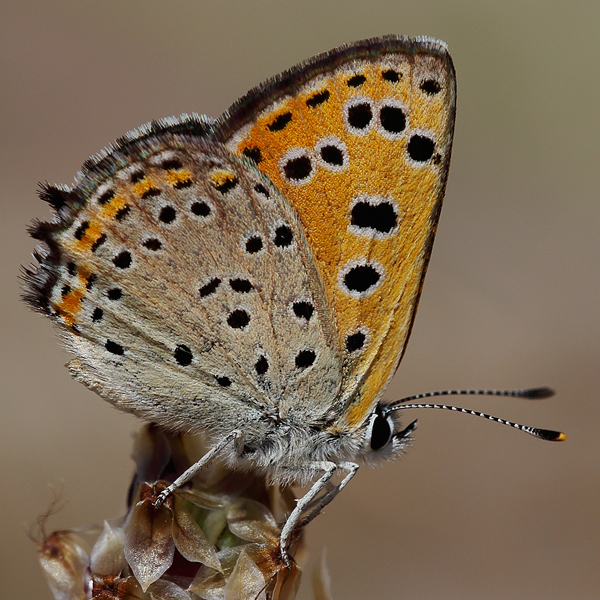 Lycaena phoebus