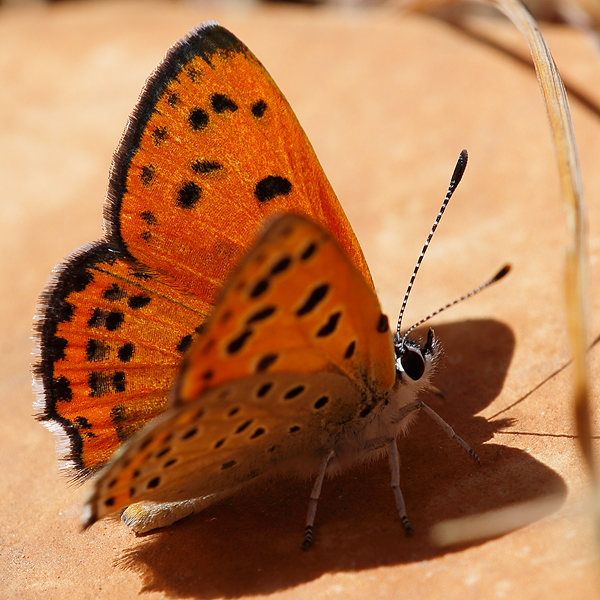 Lycaena phoebus