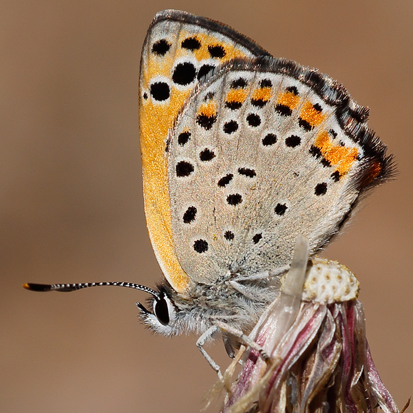 Lycaena phoebus