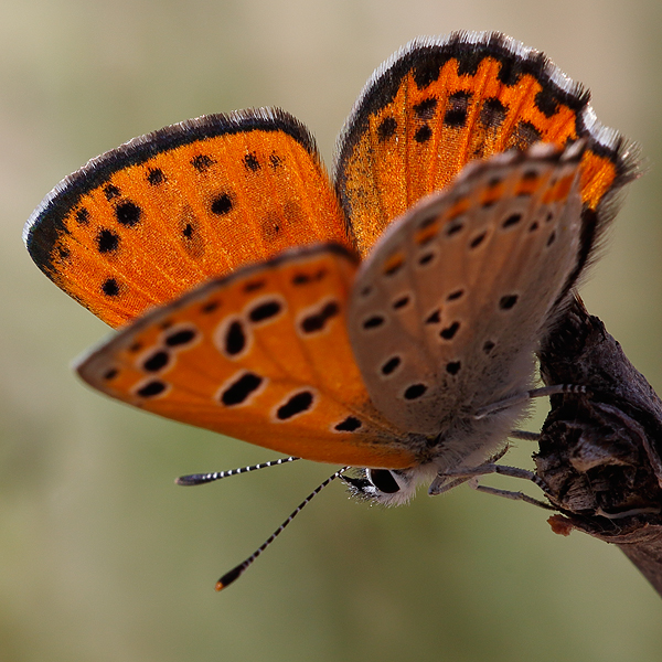 Lycaena phoebus