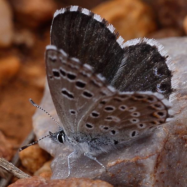 Pseudophilotes abencerragus