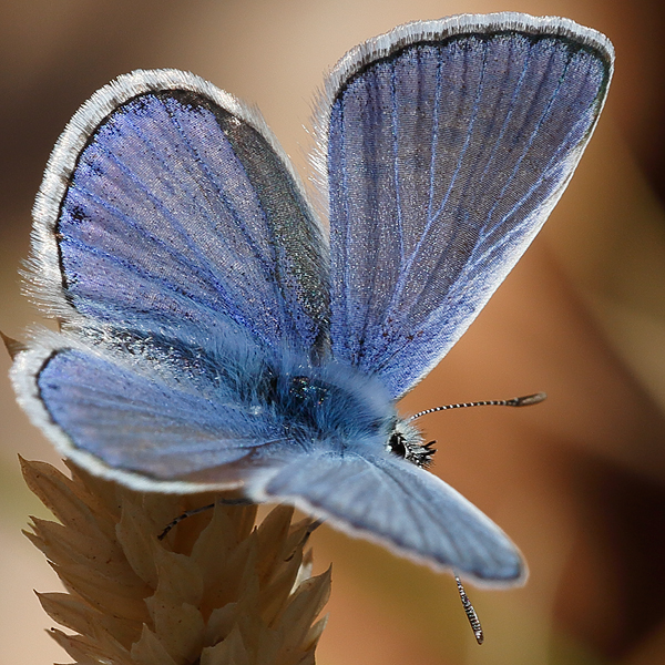 Polyommatus celina