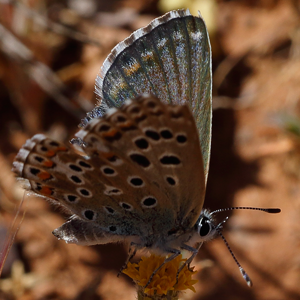 Polyommatus punctifera