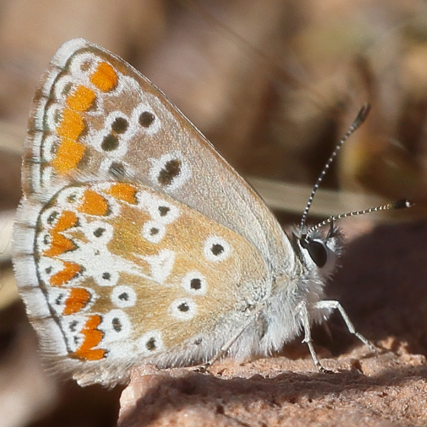 Polyommatus punctifera