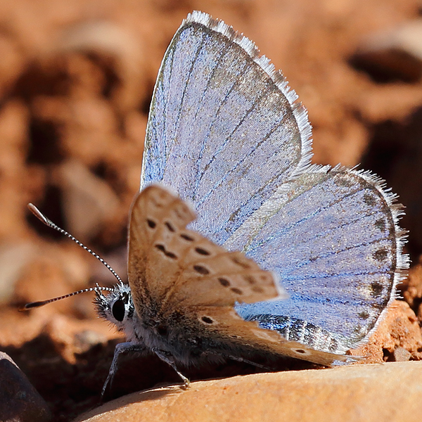 Polyommatus punctifera