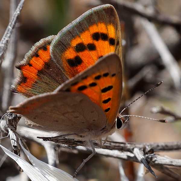 Lycaena phlaeas