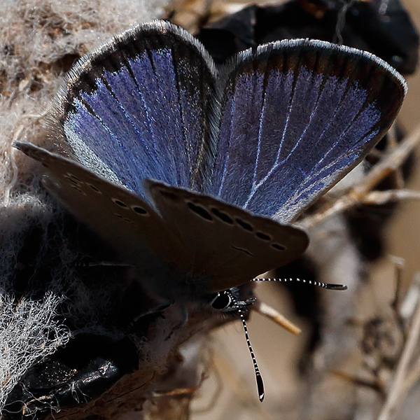 Glaucopsyche-melanops (algirica)