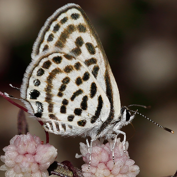 Tarucus rosaceus