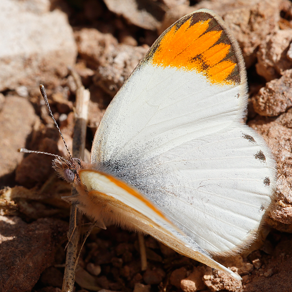Colotis evagore