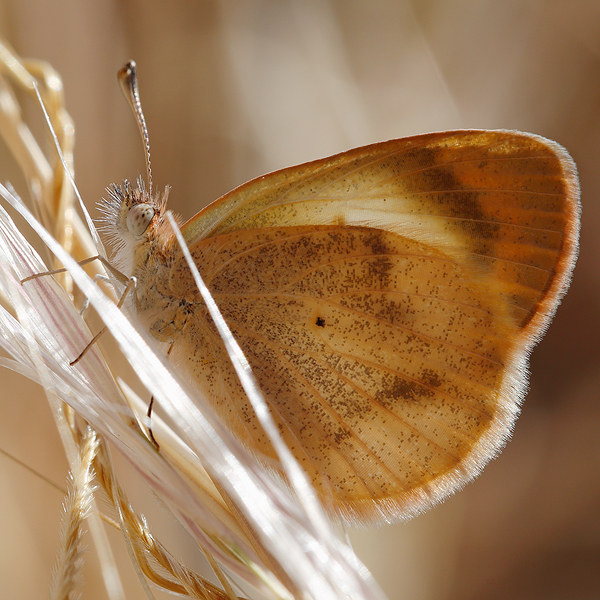 Colotis evagore