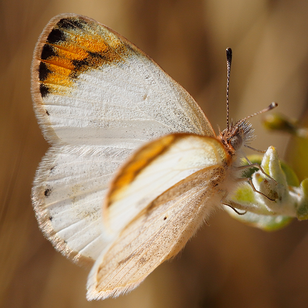 Colotis evagore