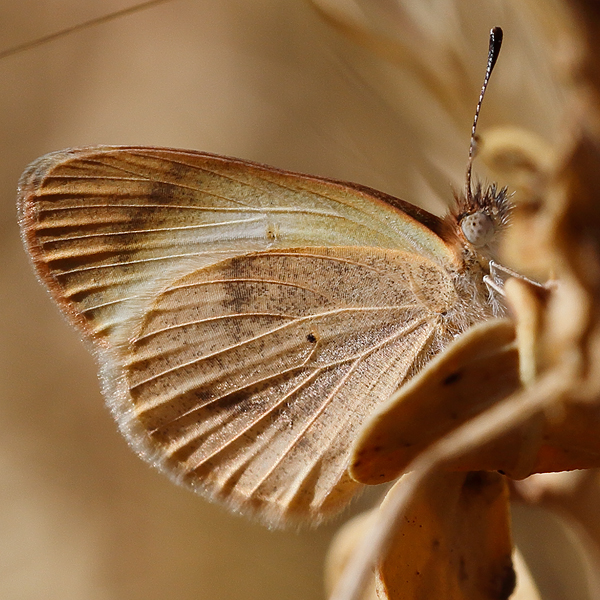 Colotis evagore