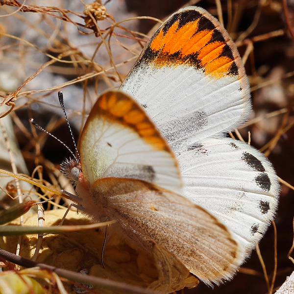 Colotis evagore