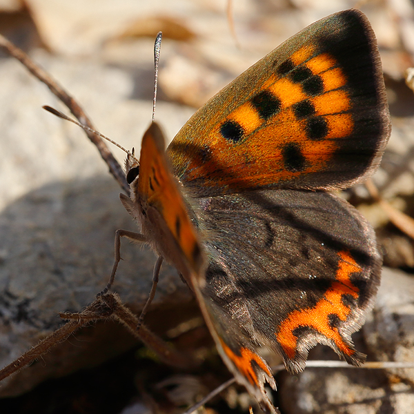 Lycaena phlaeas