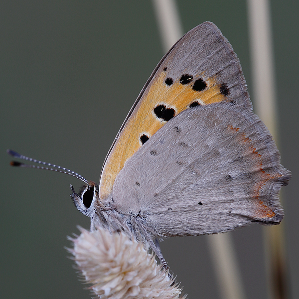 Lycaena phlaeas