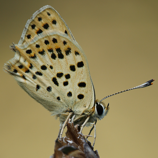 Lycaena bleusei