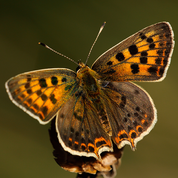 Lycaena bleusei