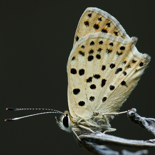 Lycaena bleusei