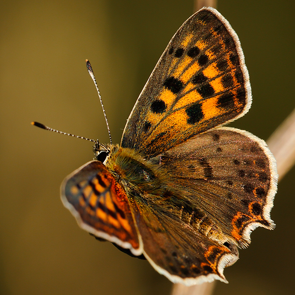 Lycaena bleusei