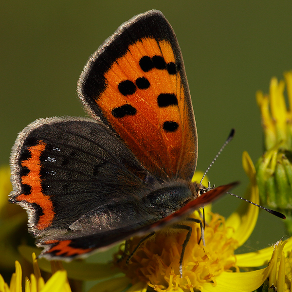 Lycaena phlaeas